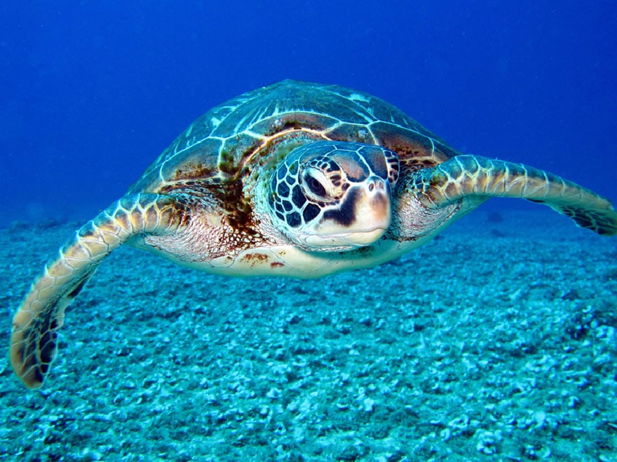 海の生物多様性を守るために 海とヒトの関係学２／秋道智彌(編著),角南